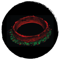 SmartHeart cardiac microtissue