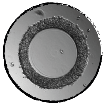 Contractile assay