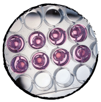 Cell culture in gel