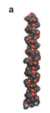 collagen triple helix