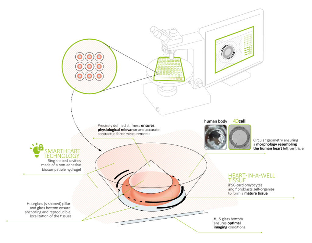 4Dcell Cardiotoxicity and cardiac efficacy platform