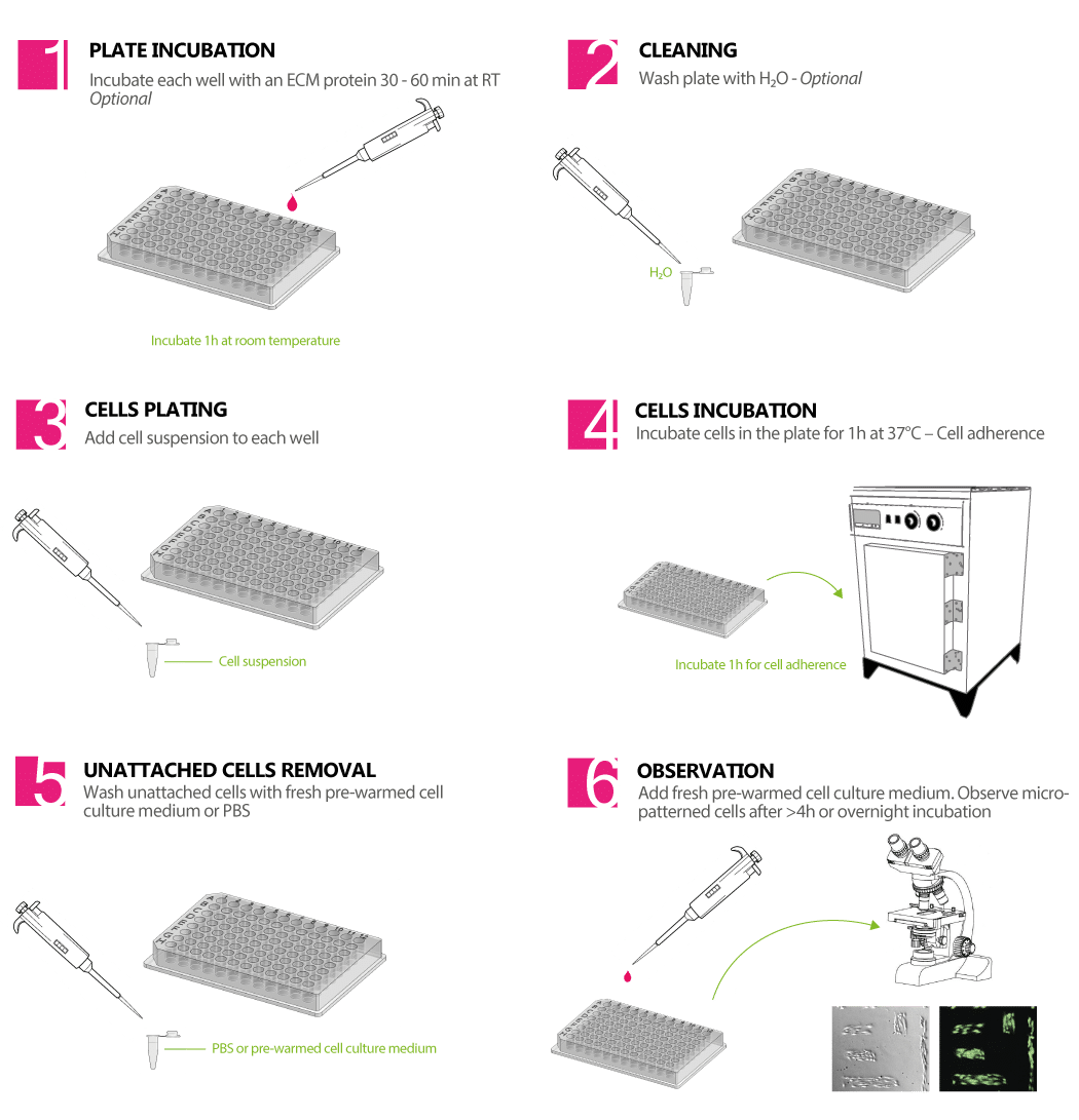 Micropatterned 96 well plate