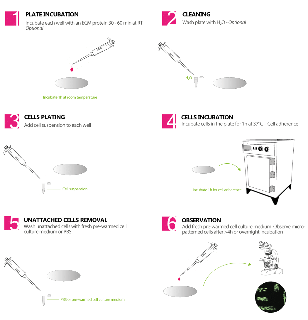 Micropatterned coverslip