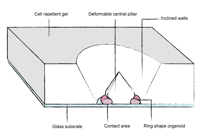 Contractility assay principle