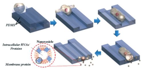 Process of nanovesicles formation with microchannels