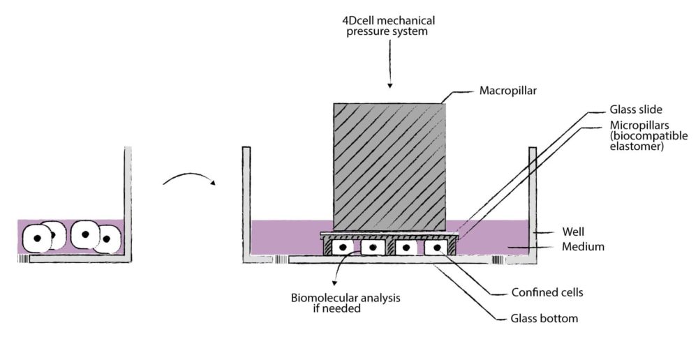 Cell confinement principle