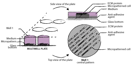 Micropatterns principle