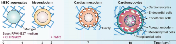 Stages of differentiation of cardiac organoids