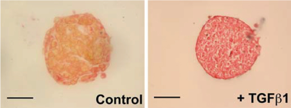 Staining of the muscular and ECM components of cardiac spheroids