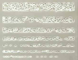 micropatterned cells