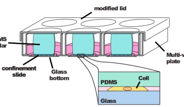 confined cells