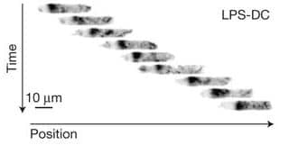 cell migration