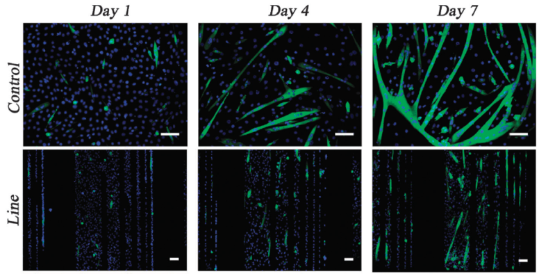 immunofluorescence of cells (MHC and nuclei)