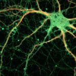 Make your neurons happier